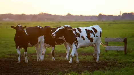 Using advanced technologies to understand methane emissions in the biogas industry